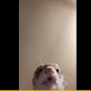 Meet your Posher, Elijah yarbrough lebron